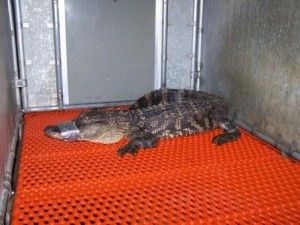 An alligator, similar to this one found by Johnston County Animal Control officials in 2007, was stolen from a Johnston County home on Friday