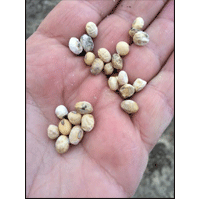 Tim Britton, Agriculture Extension Agent at the Johnston County Cooperative Extension Service, shows soybean seeds picked from a Johnston County field on Monday. 23 of 25 seeds Britton picked were damaged. Britton says this could be an issue for soybean growers in 2016.