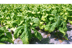 Tobacco-Field