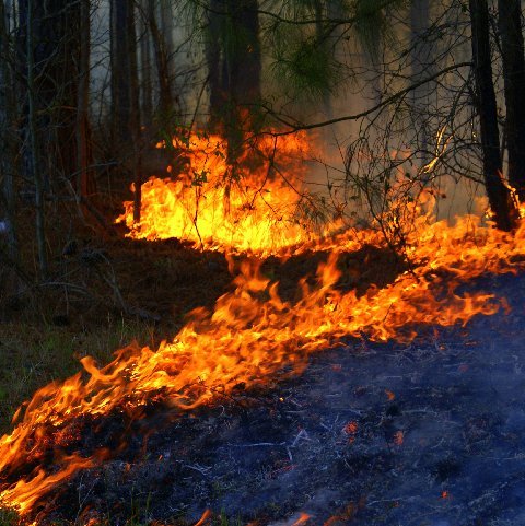 Wayne County Fire Marshal Issues Burn Ban