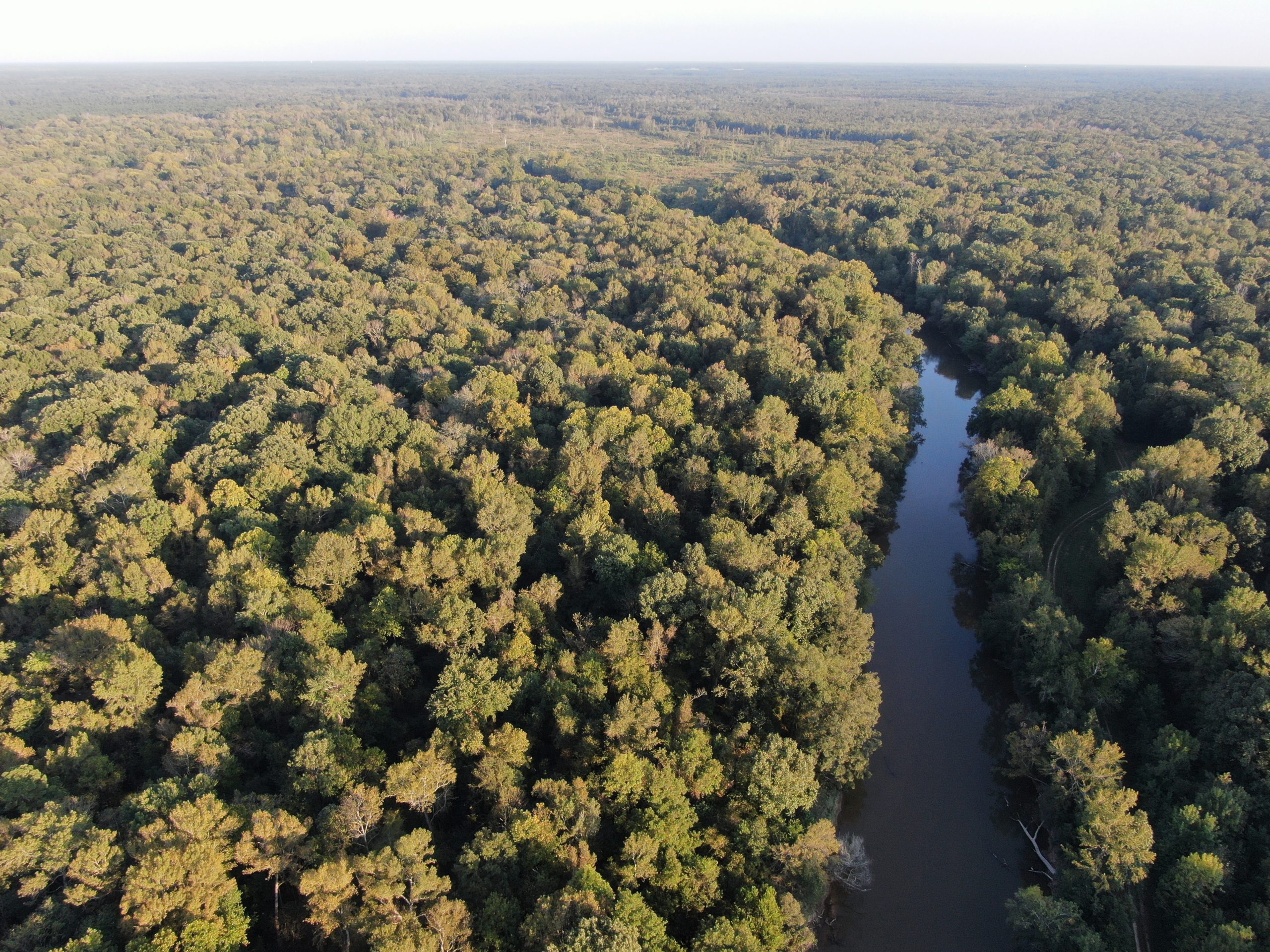 1.2 Million Grant Awarded For 1,000+ Acre Brogden Land Preservation