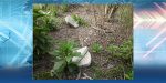 16 Gravesites Relocated From Abandoned Cemetery