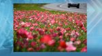 Johnston County Included In Award-Winning NCDOT Wildflower Program