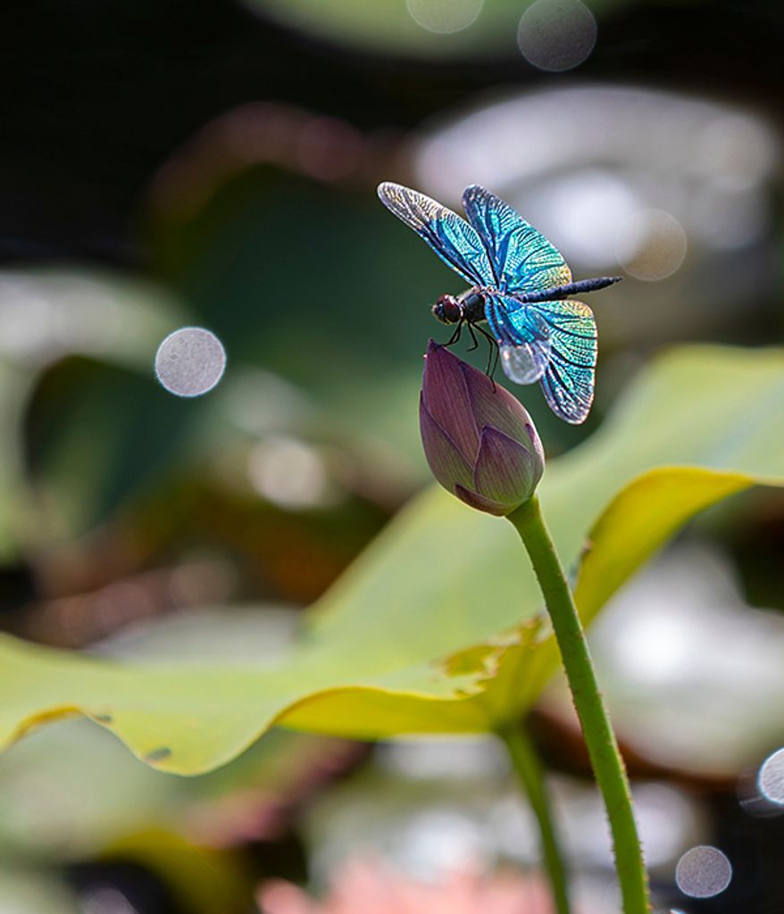 Geraldine Page Stephenson